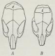 Fig. 2. Omrids af<bHovedskallen af Skovmus (A)<bog Husmus (B), set<bovenfra. i Mellemisseben.<bOmtrent nat. Størrelse.