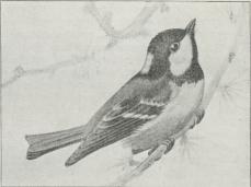 Fig. 1. Sortmejse (Parus ater).