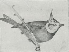 Fig. 2. Topmejse (Parus cristatus.)