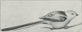 Fig. 3. Halemejse (Acredula caudata).