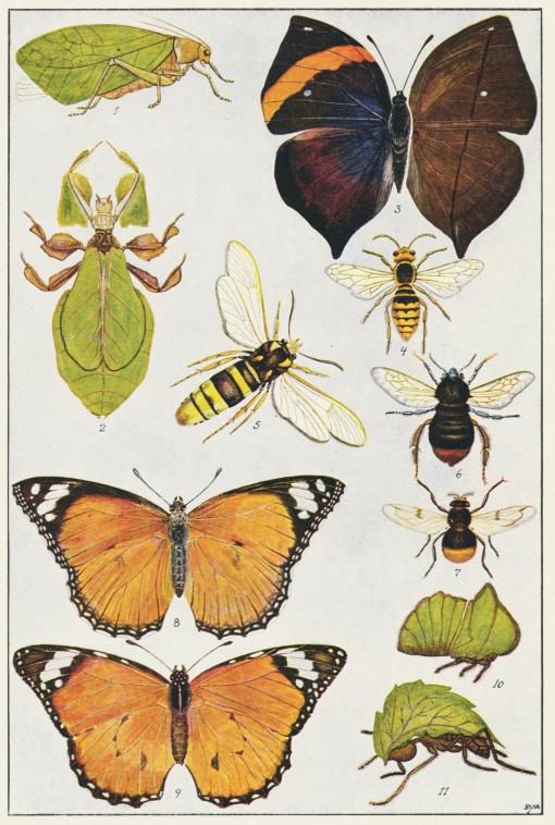 MIMICRY MIMICRY