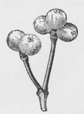 Fig. 3. Gren af Mistelten med Bær. Fig. 3. Gren af Mistelten med Bær.