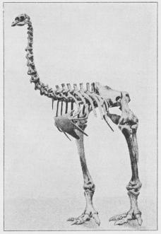 Skelet af Pachyornis elephantopus. 1/20 nat. Størr.