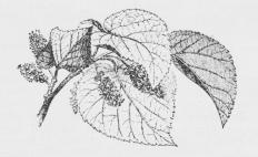 Fig. 1. Gren af Morbærtræ (M. alba).