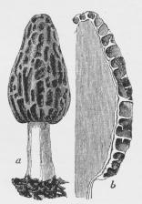 a Morkel, b Længdesnit<bgennem sammes Frugtlegeme.