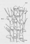 Fig. 1. Bugula med<bAvicularier (av), Oøcier (oe).