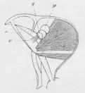 Fig. 2. Et Avicularie<bmed aabent Laag.