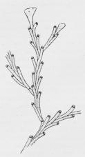 Fig, 3. Crisia.