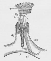 Fig. 4. Plumatella repens.<bT Tentakler, Oe Spiserør,<bMg Mave, A Gat, F Funiculus, St Statoblast,<bGg Nerveknude, Rm Retraktor.