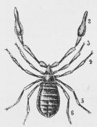 Chelifer Bravaisii. Chelifer Bravaisii.
