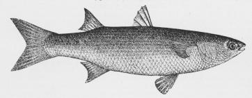 Multefisk.