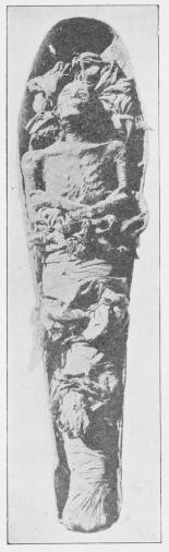 Mumie af Kong Amenothes<b(Amenhotep II), fundet af Loret i Kongens<baf ham opdagede Grav. Theben.