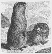 Alpemurmeldyr (Arctomys marmota).