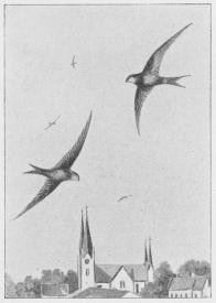 Fig. 1. Mursvale (Cypselus apus).