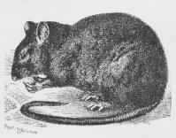 Fig. 1. Sort Rotte (Mus rattus).