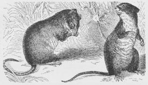 Fig. 2. Brandmus (Mus agrarius).  Fig. 3. Skovmus (Mus sylvaticus).