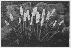 Muscari botryoides.