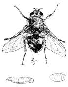 Fig. 2. Spyflue<b(Calliphora vomitoria)<bmed Larve og Puppe.