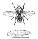 Fig. 3. Kødflue<b(Sarcophago carnaria)<bmed Larve.