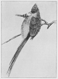 Musefugl (Colius capensis) Musefugl (Colius capensis)