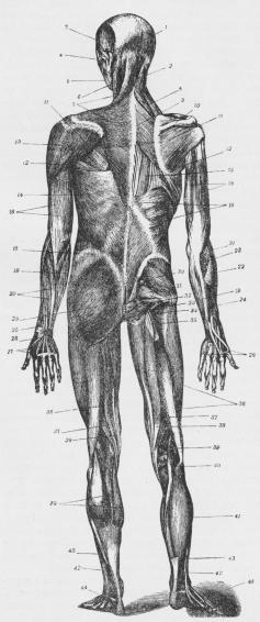 Fig. 2. Muskler paa Legemets Rygflade.<bPaa venstre Side ses de mest overfladiske<bMuskler; paa højre Side de dybere Lag.