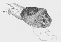 Fig. 1. En Musling med delvis adskilte Kapperør;<bPilene angiver Vandstrømmens Retning, n Fod.