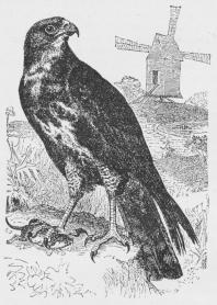 Musvaage (Buteo vulgaris).