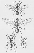 Fig. 1. A Han, B Hun, C<bSoldat, D Arbejder af en af<bNordafrika’s Høstmyrer<b(Aphænogaster). 