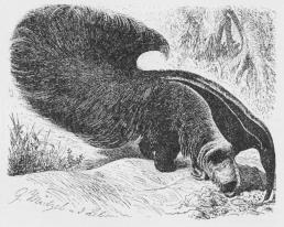 Fig. 1. Stor Myresluger (Myrmecophaga jubata).