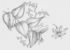 Myrsiphyllum asparagoides.