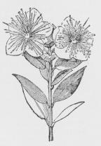 Myrtus communis