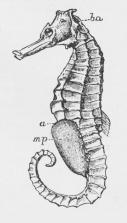 Fig. 3. Søhest (Hippocampus guttulatus).<bHan med Opfostringssæk (mp); a Gat;<bba Gælleaabning.