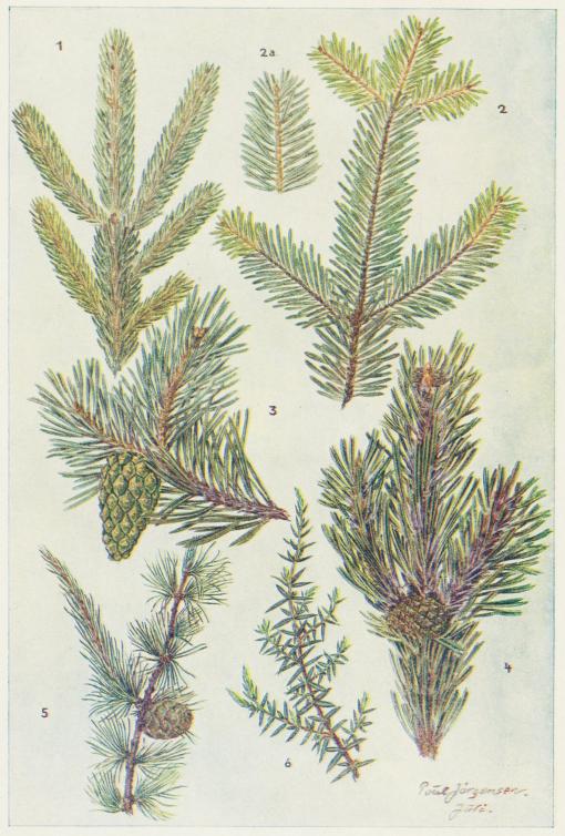 1. Kvist af Rødgran (Picea abies). 2. Kvist af Ædelgran (Abies alba). 2 a. Skudspids af Ædelgran<b3. Kvist med Kogle af Skovfyr (Pinus silvestris). 4. Kvist med Kogle af Bjærgfyr (Pinus montana)<b5. Kvist med Kogle af Lærk (Larix decidua). 6. Kvist af Ene (Juniperus communis).<b