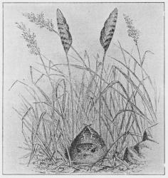 Fig. 3. Natravn (Macrodipteryx longepennis).