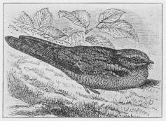Fig. 4. Natravn (Caprimulgus europæus).