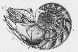 Nautil (Nautilus pompilius). s Skillevægge, si Sipho,<bw Beboelseskammeret, tr Tragt, m Kappe,<bn Nidamentalkirtler, t Tentakler, a Øje, hn Fæstet for<bSkalmuskelen.