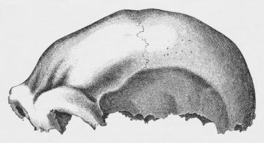 Neanderthalkraniet.