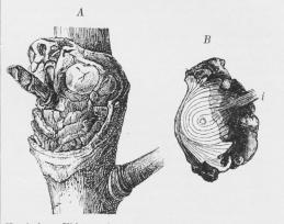 Kræft hos Æbletræ, foraarsaget af N. galligena. B er<bet Tværsnit af det i A afbildede Kræftsaar. I Saarets<bMidte ses ved i en lille Grenstump, der har dannet<bUdgangspunkt for Sygdommen.