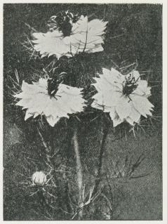 Nigella damascena L.