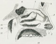 Venstre Sidevæg af Næsen, set indvendig fra.<b1 Ydre Næsebor, der fører ind til »Forgaarden« (2)<b(vestibulum). 3 Spidsen af Næsebenet (gennemsavet).<b4 Pandehulen. 5 Sibenet. 6 Kilebenshulen. 12 Øverste<bMusling. 13 Øverste Næsegang. 14 Mellemste Musling.<b15 Nederste Musling. 16 Mundingen af Tuba (det<bEustachiske Rør). 17 Slimhindefald fra denne til<bSvælget. 18 Svælgets øverste Del (den Rosenmullerske<bGrube). 19 Canalis incisivus, der fører nogle Blodkar og<bNerver gennem den haarde Gane ned til Slimhinden<bi Mundhulens forreste Del.