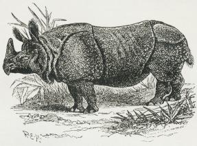 Fig. 1. Indisk Næsehorn.