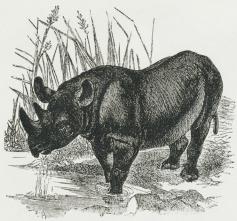 Fig. 2. Afrikansk Næsehorn.
