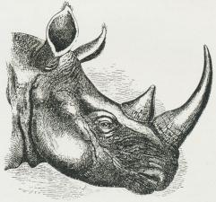 Fig. 3. Hoved af hvid Næsehorn.