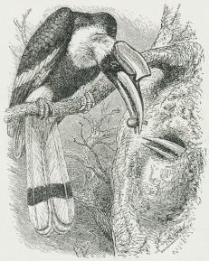 Fig. 2. Homrai (Dichoceros bicornis) fodrende den<brugende Hun.