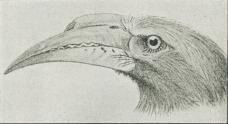 Fig. 3. Tako (Laphoceros pallideroitris).