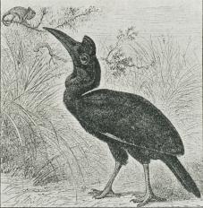 Fig. 4. Abbagamba (Bucorox abyssinicus).