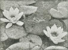 Nymphæa Marliacea.