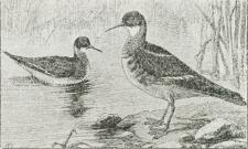 Odinshane (Phalaropus lobatus).