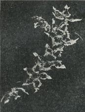 Odontoglossum crispum.