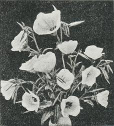 Oenothera missouriensis.